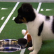 Illustration for article titled Your Obligatory, Adorable Puppy Bowl VII Highlights